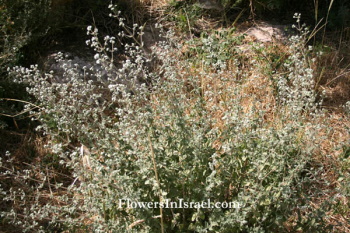 אזוב (eizov - Origanum-syriacum {Syrian oregano}; hyssop, Arabic: zaatar